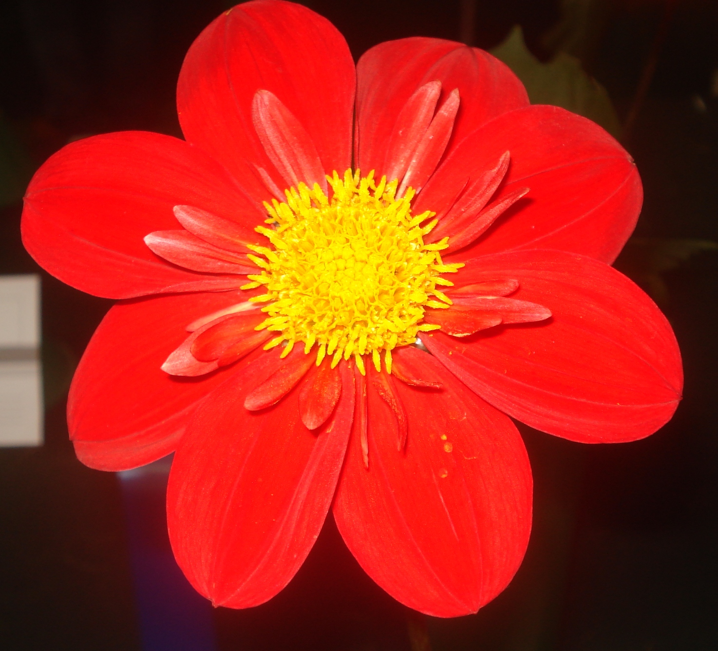 Melanie Louise.jpg (9941 bytes)